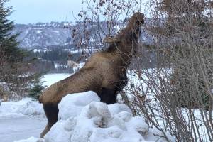 Moose Munchies (Photo by Sarah Knapp/Homer News)