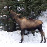 Moose Munchies (Photo by Sarah Knapp/Homer News)