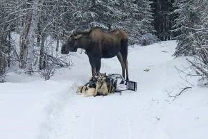 In this photo provided by Iditarod rookie musher Bridgett Watkins, a moose stands over her dog team on trails near Fairbanks, Alaska, Feb. 4, 2022. The moose attacked Watkins' dog team for over an hour during a training run, seriously injuring four before a friend shot and killed the moose. (Bridgett Watkins via AP)
