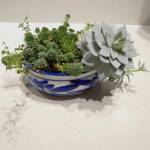 Susan Cushings lovely arrangement of succulents thrive on her kitchen window sill. (Photo by Rosemary Fitzpatrick)