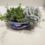 Susan Cushing’s lovely arrangement of succulents thrive on her kitchen window sill. (Photo by Rosemary Fitzpatrick)