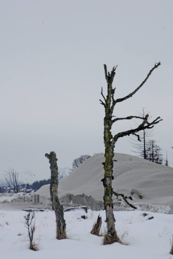 Dead trees stand in front of the snow pile on Feb. 15, 2020, in Homer, Alaska. (Photo by Michael Armstrong/Homer News)