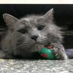 Dalton (Photo courtesy of Alaska Mindful Paws)