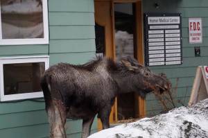 Take two aspirin and call us in the morning
A moose feeds on shrubs on Thursday, Feb. 17, 2022, at Homer Medical Center in Homer, Alaska. (Photo by Michael Armstrong/Homer News)