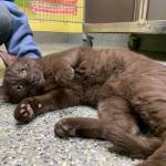 Ira. (Photo provided/Alaska Mindful Paws