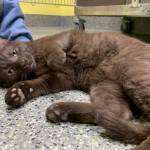 Ira. (Photo provided/Alaska Mindful Paws