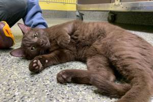 Ira. (Photo provided/Alaska Mindful Paws