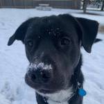 Pet of the Week: Rocky. (Photo courtesy Alaska Mindful Paws)