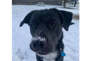 Pet of the Week: Rocky. (Photo courtesy Alaska Mindful Paws)