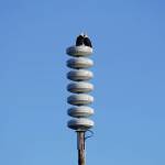 Photo by Michael Armstrong/Homer News
Two bald eagles on Monday, March 14, 2022, perch on a tsunami warning tower on the Homer Spit in Homer, Alaska. Gov. Mike Dunleavy on Tuesday declared March 20-26 as Tsunami Preparedness Week in Alaska.