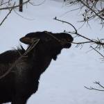 A juvenile moose eats an early afternoon snack in Kenai, Alaska, on Friday, March 11, 2022. (Camille Botello/Peninsula Clarion)