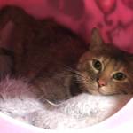 Pet of the Week: Topanga. (Photo by Alaska Mindful Paws)