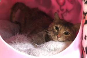 Pet of the Week: Topanga. (Photo by Alaska Mindful Paws)