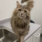 Gracie. (Photo by Alaska Mindful Paws)