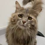 Gracie. (Photo by Alaska Mindful Paws)