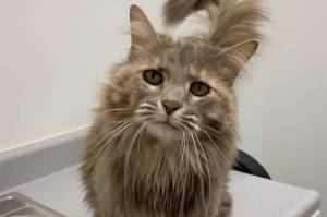 Gracie. (Photo by Alaska Mindful Paws)