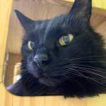 Piggy. (Photo by Alaska Mindful Paws)