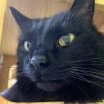 Piggy. (Photo by Alaska Mindful Paws)