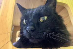 Piggy. (Photo by Alaska Mindful Paws)