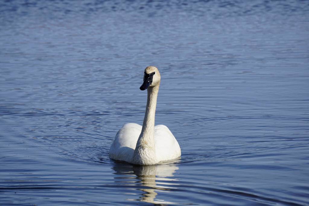 A trumpeter swan swims in open water on Beluga Lake on Thursday, April 14, 2022, in Homer, Alaska. Part of a pair, the swan was first seen the day before. (Photo by Michael Armstrong/Homer News)