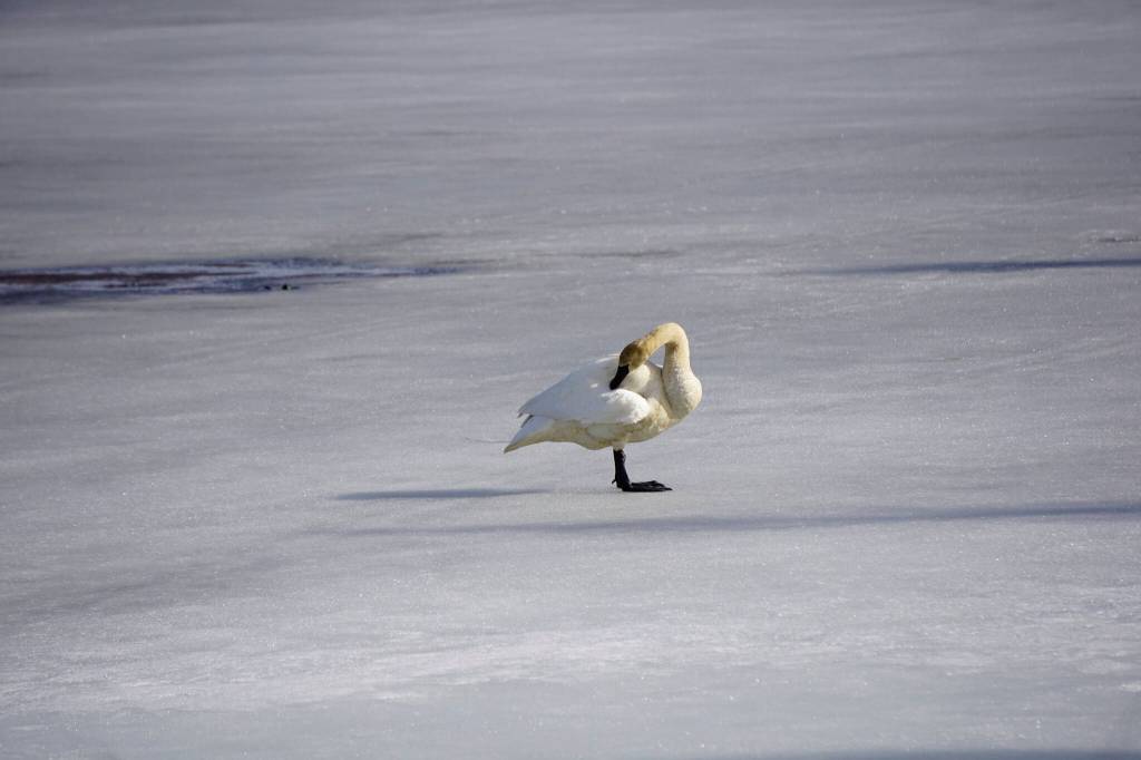 A trumpeter swan preens while standing on ice on Beluga Lake on Monday, April 18, 2022, in Homer, Alaska. Part of a pair, the swan was first seen on April 13. (Photo by Michael Armstrong/Homer News)