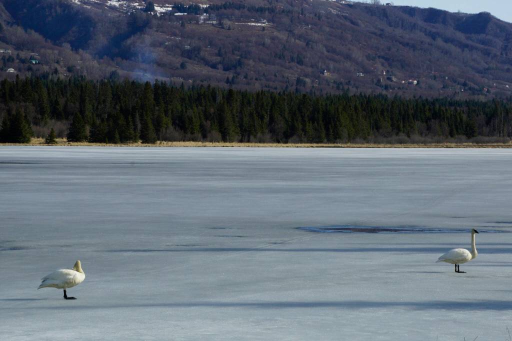 A pair of trumpeter swans stand on ice on Beluga Lake on Monday, April 18, 2022, in Homer, Alaska. The pair were first seen in open water on the lake on April 13. (Photo by Michael Armstrong/Homer News)