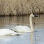 Two trumpeter swans feed in Beluga Lake on Sunday, May 9, 2021, in Homer, Alaska. (Photo by Michael Armstrong/Homer News)
