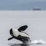A killer whale breeches in Kachemak Bay in July 2018. Killer whales can be identified by the patterns on their dorsal fins and body. (Photo by Emma Luck)