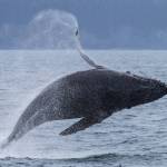 A humpback whale breeches in Kachemak Bay in a photo taken July 2019. (Photo by Emma Luck)
