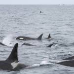 A superpod of orca or killer whales swims in Kachemak Bay in July 2018. The boat in the background is keeping a safe distance away so the whales dont feel stressed. Killer whales can be identified by the markings on their dorsal fins and sides. (Photo by Emma Luck)