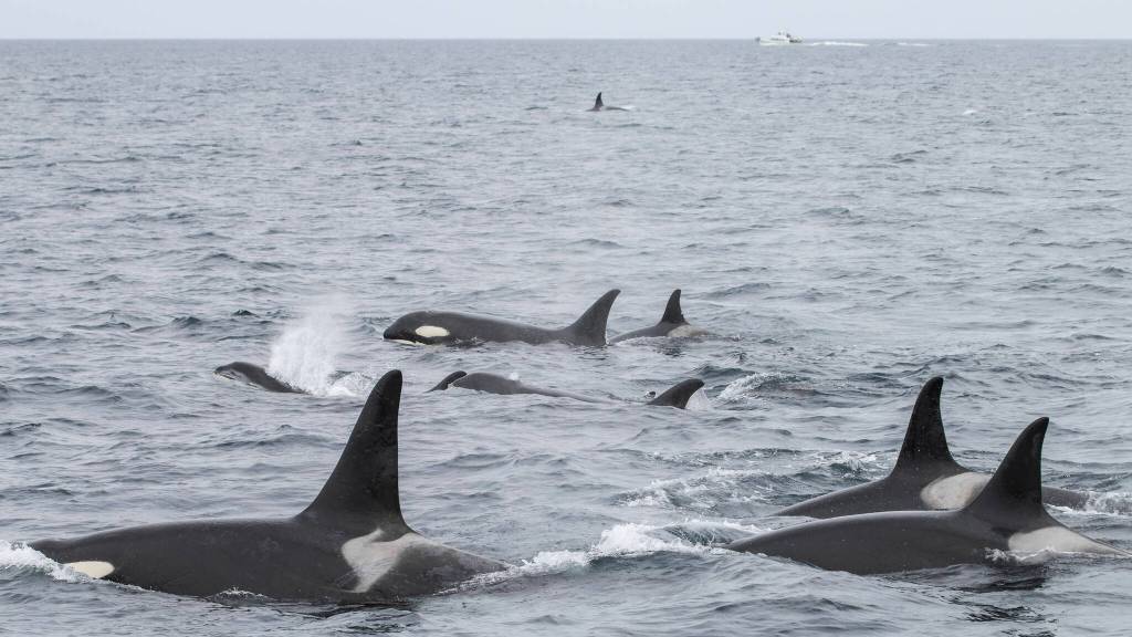 A superpod of orca or killer whales swims in Kachemak Bay in July 2018. The boat in the background is keeping a safe distance away so the whales dont feel stressed. Killer whales can be identified by the markings on their dorsal fins and sides. (Photo by Emma Luck)