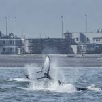 A humpback whale dives off the Homer Spit in a photo taken July 2016. The distinctive pattern on the tail can be used to identify individual whales, and whale researchers have compiled a guide of tail patterns to help track humpback whales. (Photo by Emma Luck)
