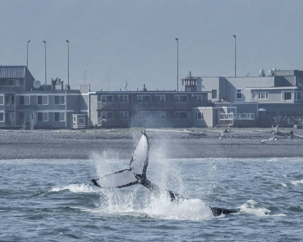A humpback whale dives off the Homer Spit in a photo taken July 2016. The distinctive pattern on the tail can be used to identify individual whales, and whale researchers have compiled a guide of tail patterns to help track humpback whales. (Photo by Emma Luck)