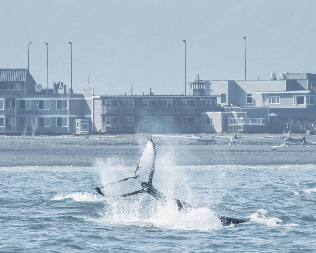 Photo by Emma Luck
A humpback whale dives off the Homer Spit in a photo taken July 2016. The distinctive pattern on the tail can be used to identify individual whales, and whale researchers have compiled a guide of tail patterns to help track humpback whales. (Photo by Emma Luck)