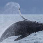 A humpback whale breeches in Kachemak Bay in a photo taken July 2019. (Photo by Emma Luck)