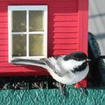 One of the bird photographs by Ted Heuer on display at Ptarmigan Arts. (Photo provided)