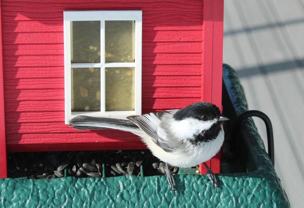 One of the bird photographs by Ted Heuer on display at Ptarmigan Arts. (Photo provided)