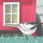 Photo provided
One of the bird photographs by Ted Heuer on display at Ptarmigan Arts.