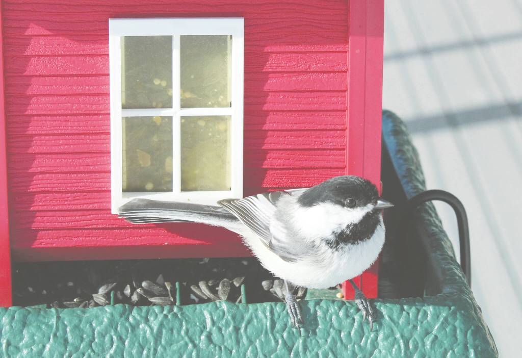 Photo provided
One of the bird photographs by Ted Heuer on display at Ptarmigan Arts.