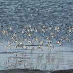 Shorebirds fly on Saturday, May 1, 2021, at Mud Bay near the Homer Spit in Homer, Alaska. The birds were one of several species of shorebirds seen in Mud Bay over the weekend that included bar-tailed godwits, western sandpipers, dunlins, long-billed dowitchers and Pacific plovers. (Photo by Michael Armstrong/Homer News)