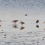 Bar-tailed godwits feed on Saturday, May 1, 2021, at Mud Bay near the Homer Spit in Homer, Alaska. The birds were one of several species of shorebirds seen in Mud Bay over the weekend that included western sandpipers, dunlins, long-billed dowitchers and Pacific plovers. (Photo by Michael Armstrong/Homer News)
