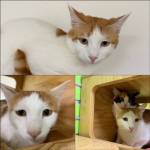 Photo courtesy of Alaska Mindful Paws

Maura, Sodapop and Two Bit.