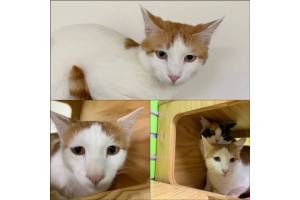 Photo courtesy of Alaska Mindful Paws

Maura, Sodapop and Two Bit.