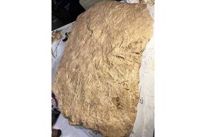Photo by Ellen Jakovich.
Numerous bird tracks can be seen in this photo of a cast made of a rock slab containing ancient bird tracks discovered by Steve Friend on the Anchor Point beach east of the Anchor River.