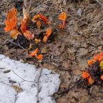 Rhubarb has begun to grow on Tuesday, May 3, 2022, on Diamond Ridge near Homer, Alaska. At about elevation 1,200 feet, from 6 inches to a foot of snow remains on the ground, proof of the hardiness of the treasured Alaska plant. (Photo by Michael Armstrong/Homer News)