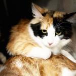 Cherry. (Photo provided, Alaska Mindful Paws)