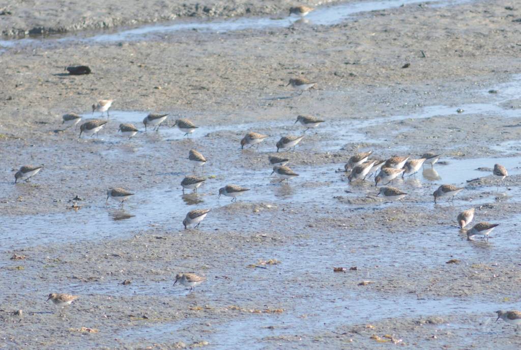 Western sandpipers feed in Mud Bay on Monday, May 9, 2022, after the end of the Kachemak Bay Shorebird Festival in Homer, Alaska. (Photo by Michael Armstrong/Homer News)