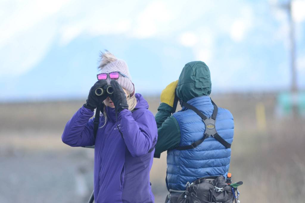 Birdwatchers scan Mud Bay for birds on Friday, May 6, 2022, during the Kachemak Bay Shorebird Festival in Homer, Alaska. (Photo by Michael Armstrong/Homer News)