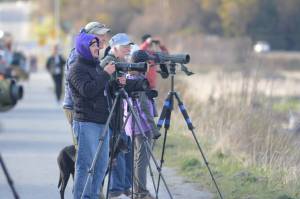 Birdwatchers scan Mud Bay for birds on Friday, May 6, 2022, during the Kachemak Bay Shorebird Festival in Homer, Alaska. (Photo by Michael Armstrong/Homer News)