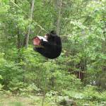 A black bear gets into a bird feeder in Apri 2005 at Long Lake, Alaska. (Photo courtesy of Alaska Department of Fish and Game)